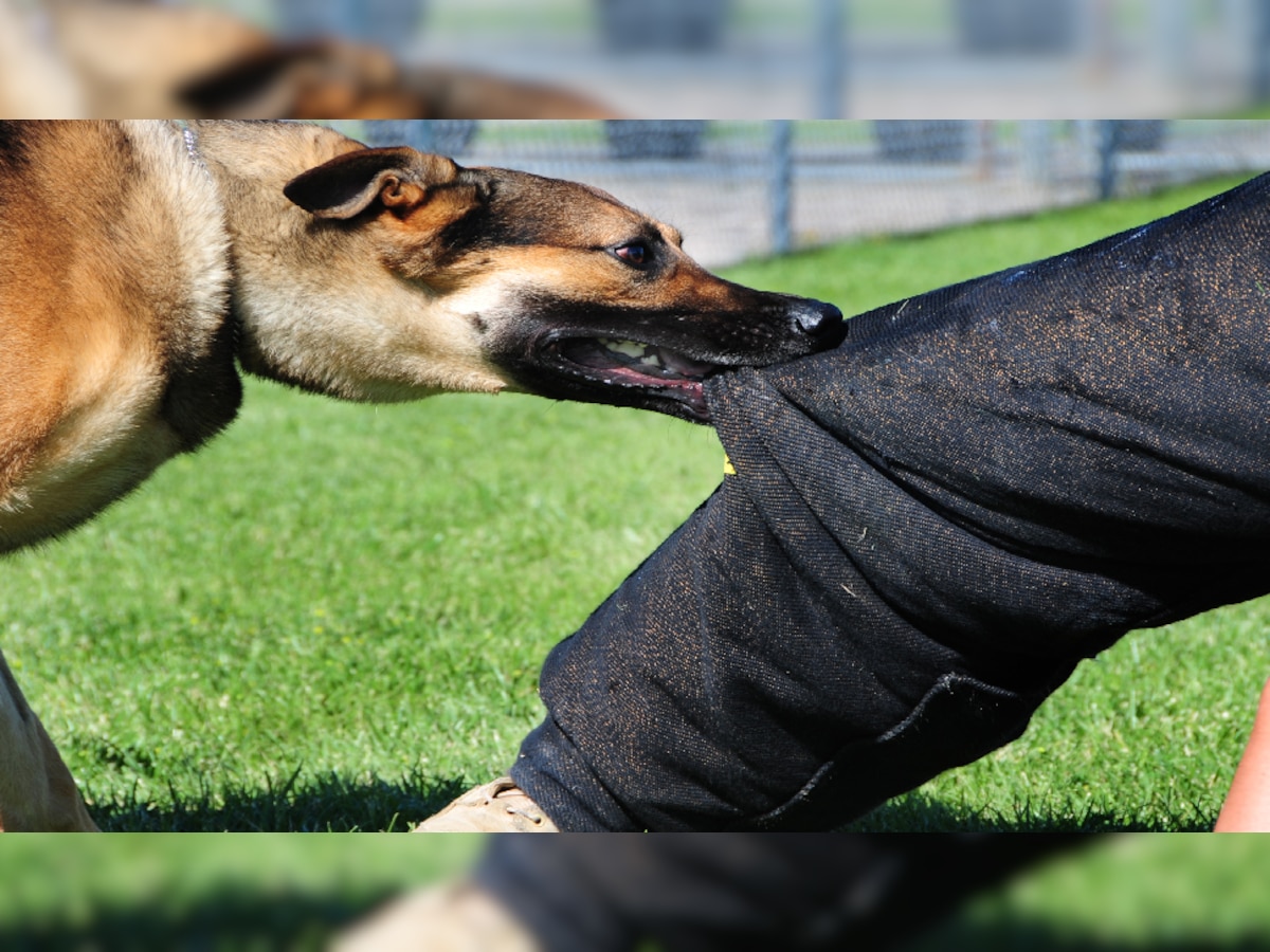 Dog Bite Treatments How To Prevention And Treatment Of Dog Bites