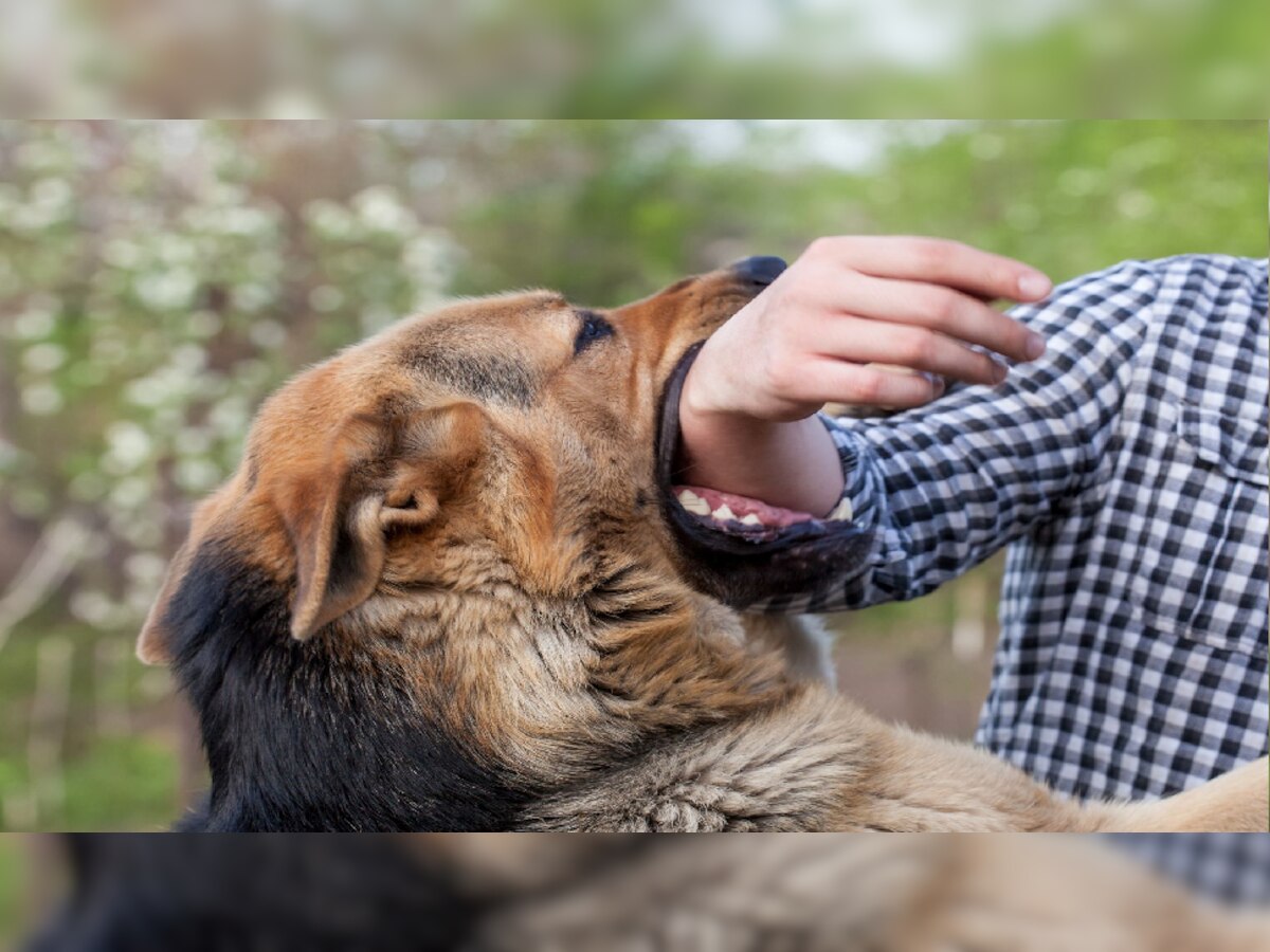 Dog Bite Treatments How To Prevention And Treatment Of Dog Bites