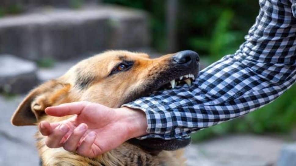 first aid for dog bite in hindi kutte ke katne ke baad kya karen APMP