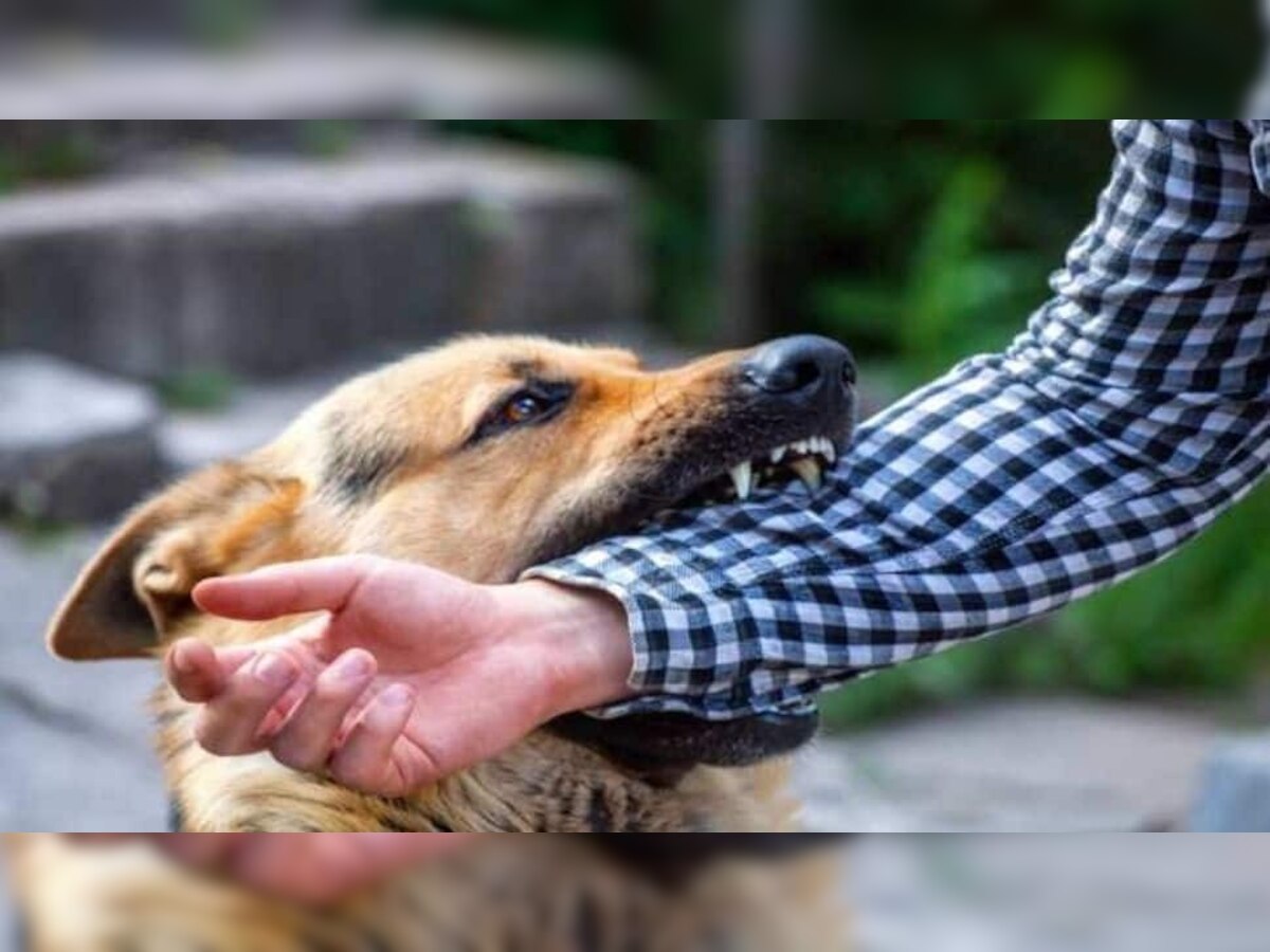 What to do After a Dog Bite
