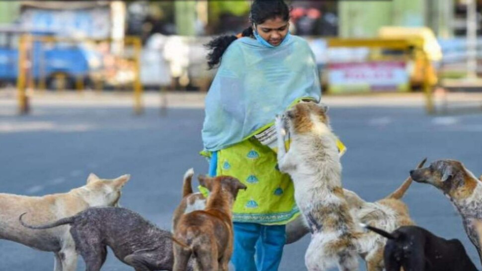 If Dog Bite First Wash That Portion With Clean Water Advised Experts 