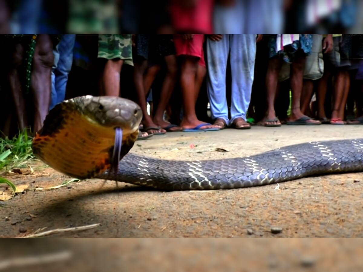 King Cobra को देखकर थरथर कांपने लगे घरवाले, सांप पकड़ने वाले ने आकर किया ऐसा काम; 2 करोड़ लोगों ने देखा Video