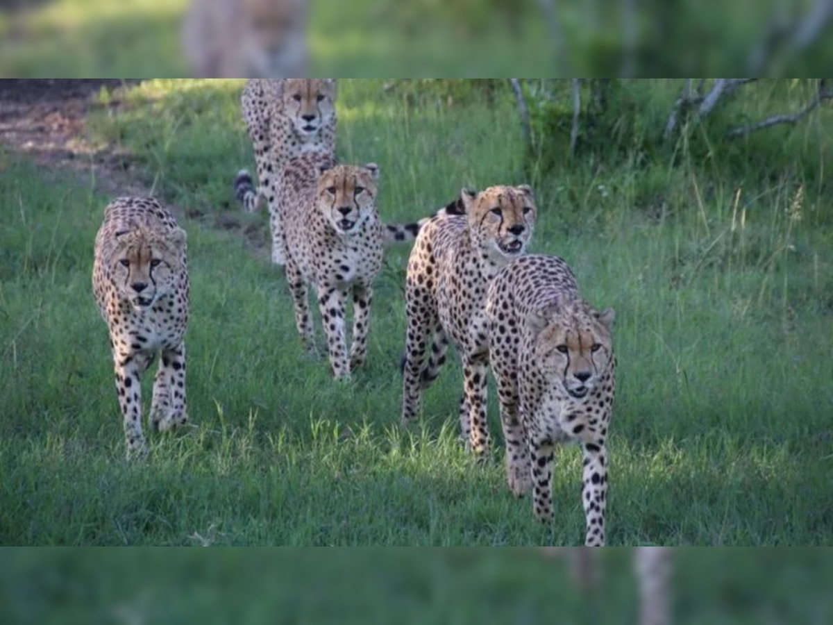 Cheetahs in India: जयपुर नहीं; ग्वालियर में लैंडिंग, चिनूक हेलीकॉप्टर से शिफ्टिंग, नामीबिया से आने वाले चीतों को लेकर ये है प्लान