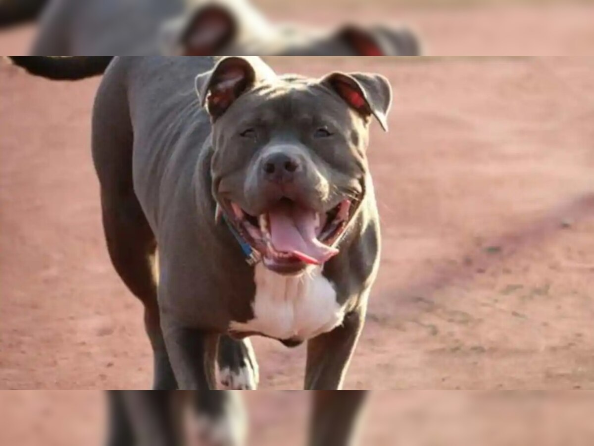 Pitbull से खौफ में डॉग लवर्स, नोएडा में आधी रात को 14 कुत्तों को रोड पर बांध गए मालिक
