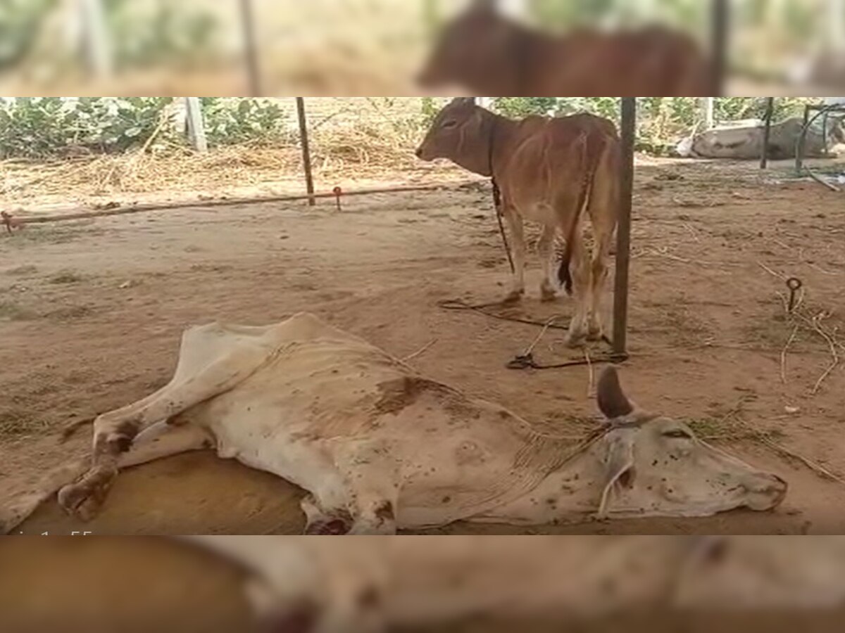 Pali : गोवंश के लिए फटे तिरपाल से बना आइसोलेशन सेंटर, संक्रमित गाय और बछड़ों ने खाना-पीना भी छोड़ा