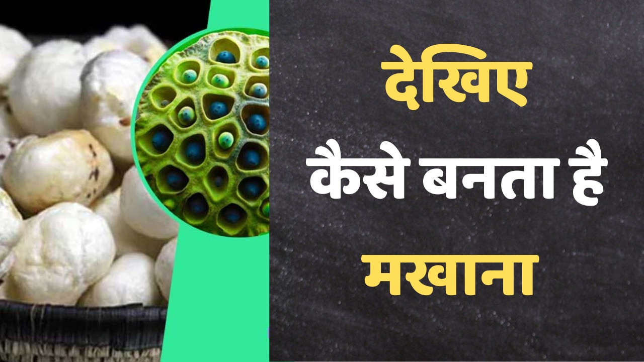 Makhana identity of Mithila see how makhana is prepared | Makhana Kaise