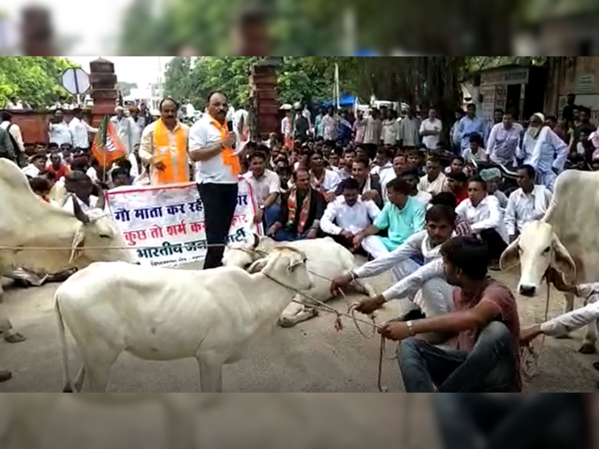 Sawai madhopur: भाजपाइयों ने राज्य सरकार के खिलाफ गौवंशों को साथ लेकर किया प्रदर्शन 