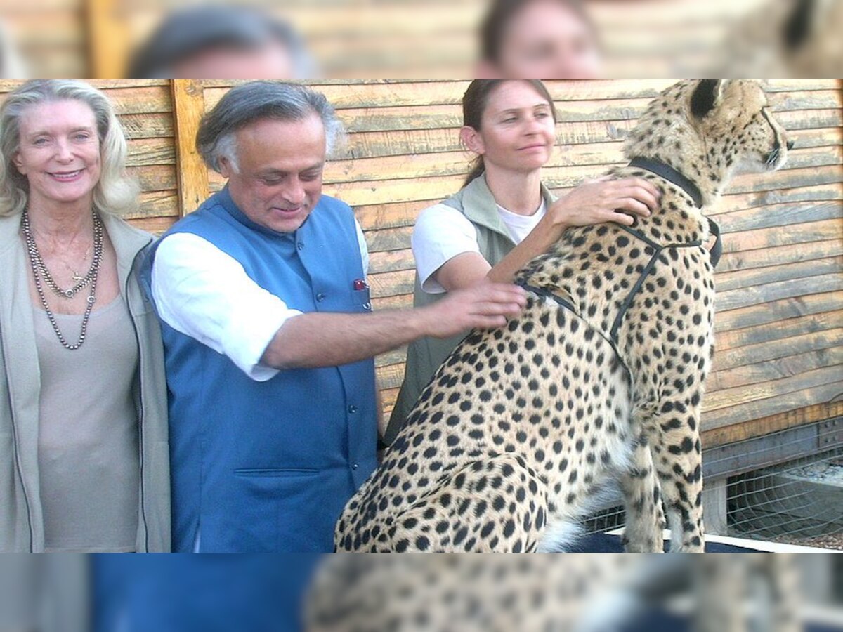 Cheetah Project: मोदी के चीता प्रोजेक्ट पर कांग्रेस का दावा, मनमोहन सरकार में रखा गया था प्रस्ताव