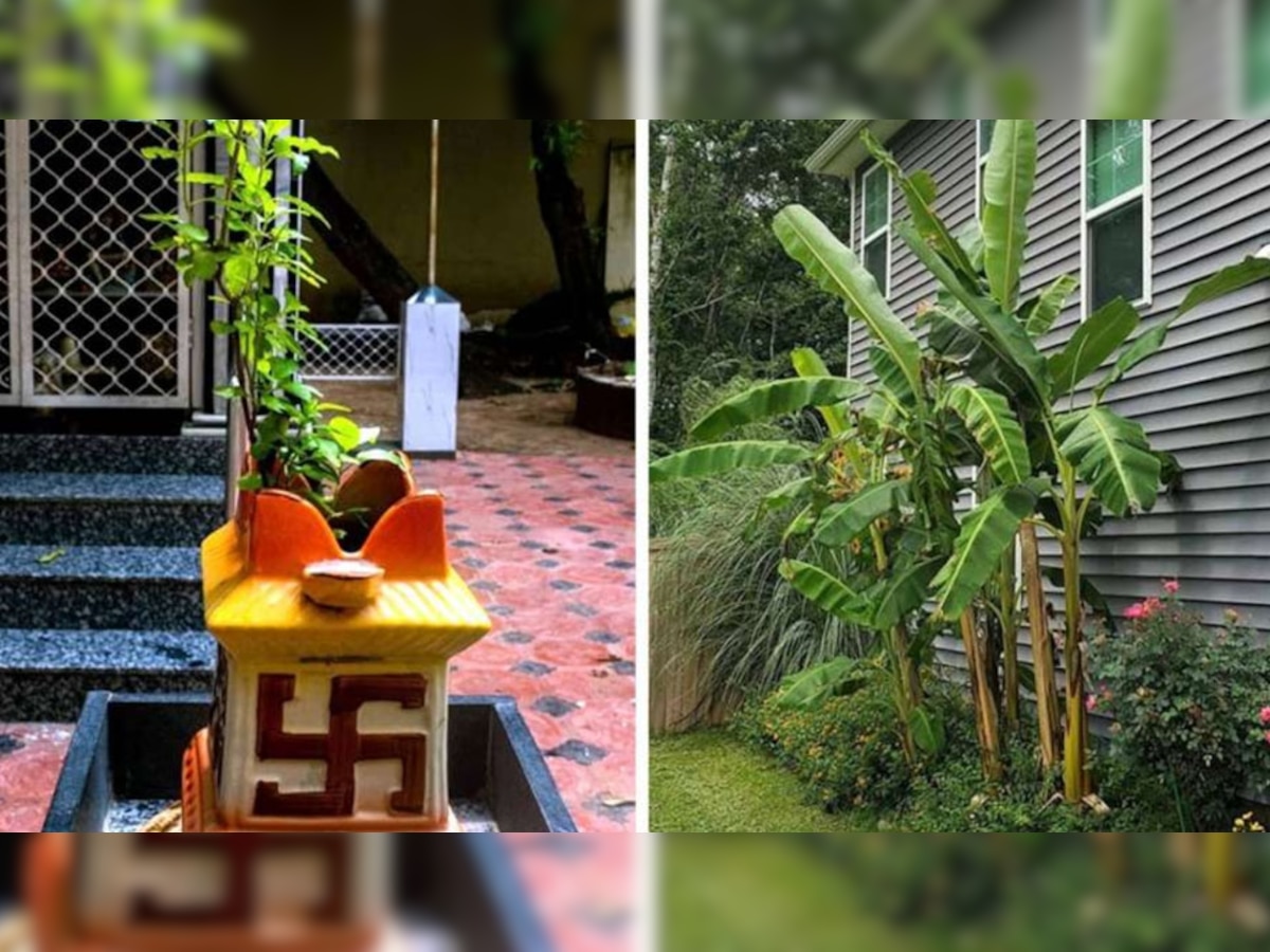 Vastu Tips for Banana Tree: भूलकर भी इस दिशा में न लगाएं केले का पेड़, भगवान विष्णु हो जाते रुष्ट; झेलनी पड़ सकती हैं परेशानियां