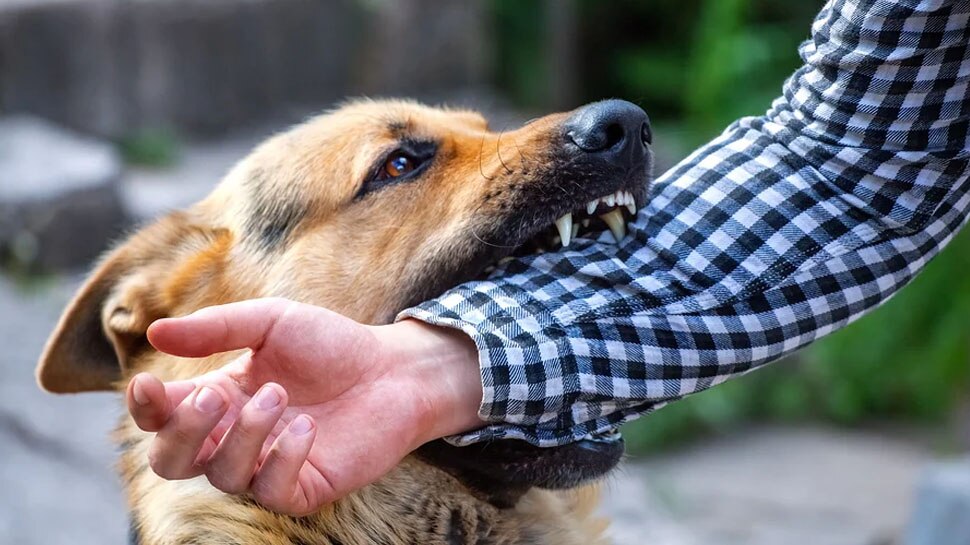 dog-bite-home-treatment-tips-dog-bite-home-remedies-dog-bite-home