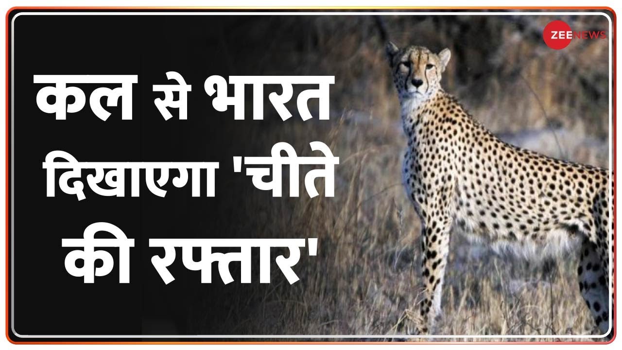 Cheetahs to reach India before sunrise Cheetah Back To India
