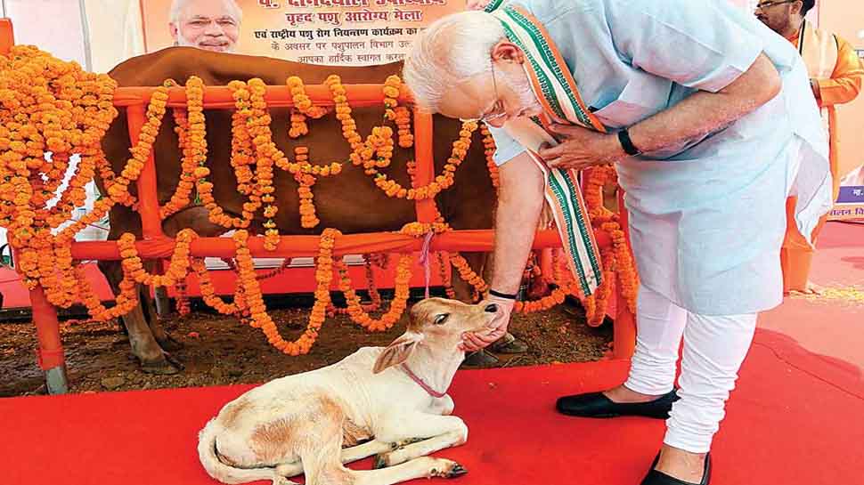 Leopard Modi PM Narendra Modi 72nd Birthday Cheetah came India on Modi birthday see ...