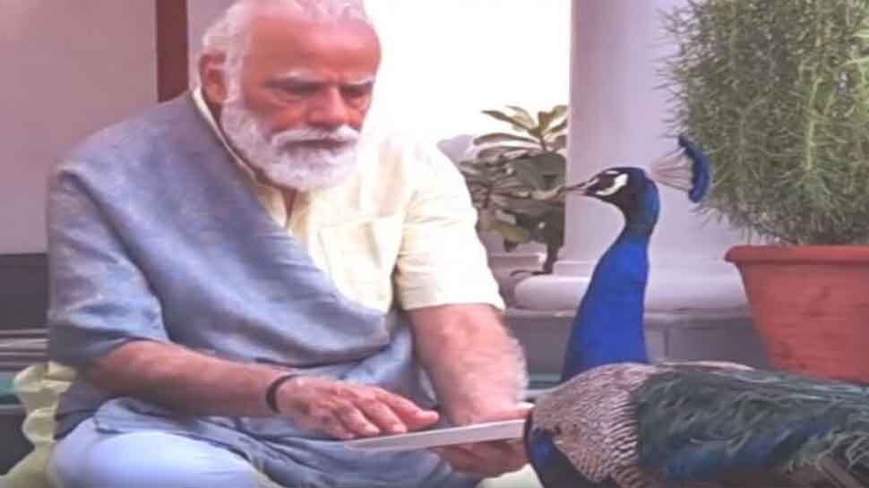 Leopard Modi PM Narendra Modi 72nd Birthday Cheetah came India on Modi birthday see ...
