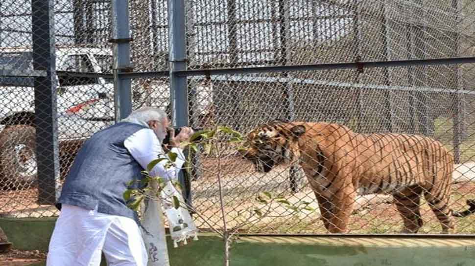 Leopard Modi PM Narendra Modi 72nd Birthday Cheetah came India on Modi birthday see ...
