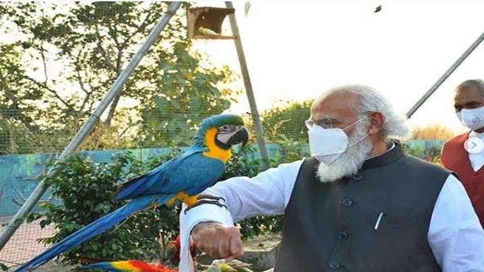 Leopard Modi PM Narendra Modi 72nd Birthday Cheetah came India on Modi birthday see ...
