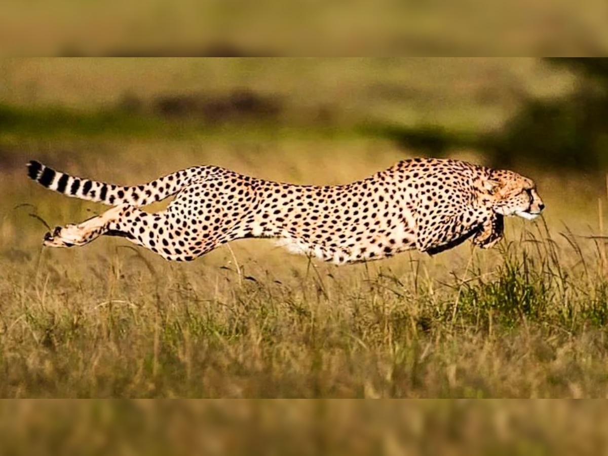 Cheetahs return to India: ଆସିଲେ ୮ ଚିତା, ୧୯୪୭ ପରେ ଦେଶରୁ ଲିଭିଯାଇଥିଲା ଚିହ୍ନବର୍ଣ୍ଣ