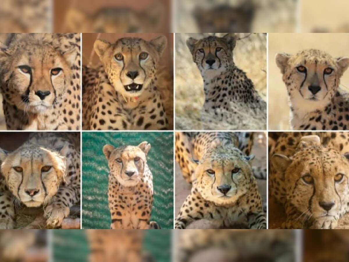 Cheetahs return to India:   ଦିନେ ଦେଶରେ ୧୨ ହଜାରରୁ ଅଧିକ ଥିଲେ ଚିତାବାଘ: ଆକବରଙ୍କ ନିକଟରେ ଥିଲେ ହଜାରେ ବାଘ, ପୋଷା ହେଉଥିଲେ ଚିତା