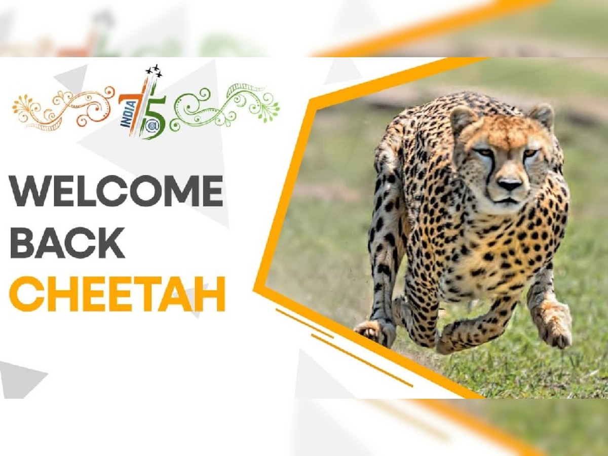 Project Cheetah: नामीबिया से आए अब दक्षिण अफ्रीका से आएंगे 12 चीते, जानिए कहां छोड़े जाएंगे