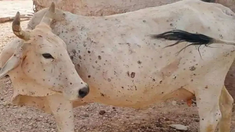 प्रतापगढ़ में रिकवरी रेट से दोगुनी रफ्तार से बढ़ रहा लंपी वायरस, 15 गायों की मौत