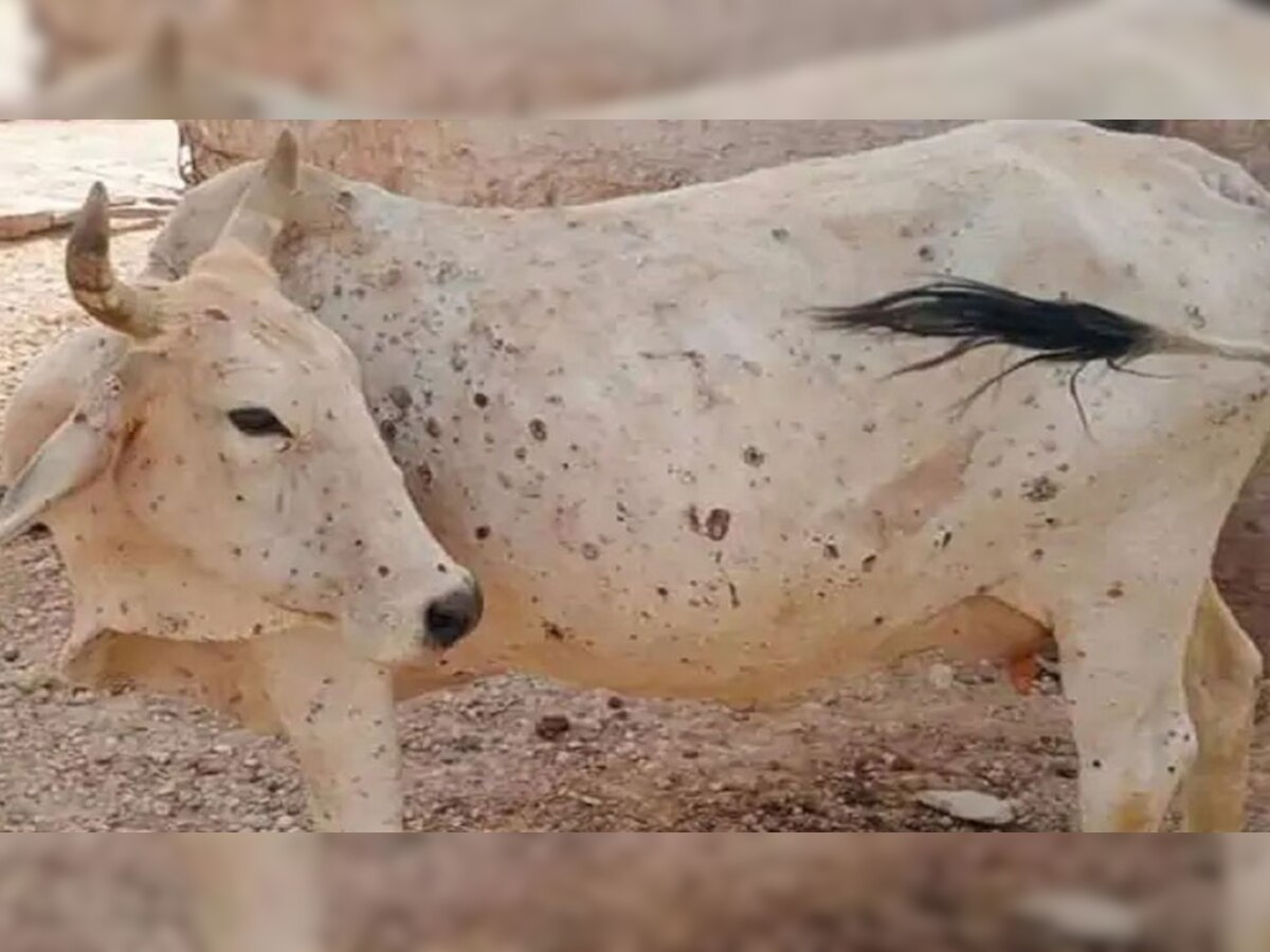 प्रतापगढ़ में रिकवरी रेट से दोगुनी रफ्तार से बढ़ रहा लंपी वायरस, 15 गायों की मौत