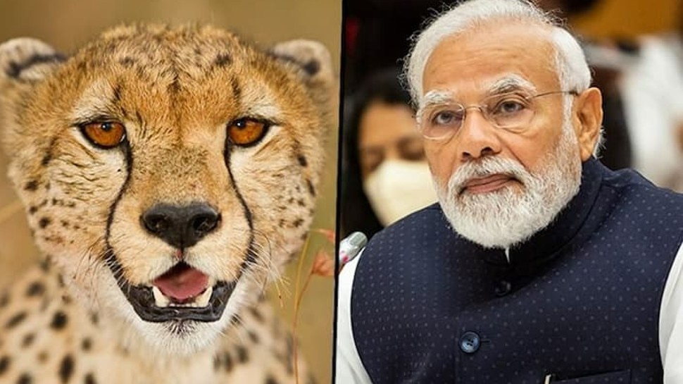 CHEETAH RETURNS IN INDIA | PM Modi BDAY endangered species IUCN Red