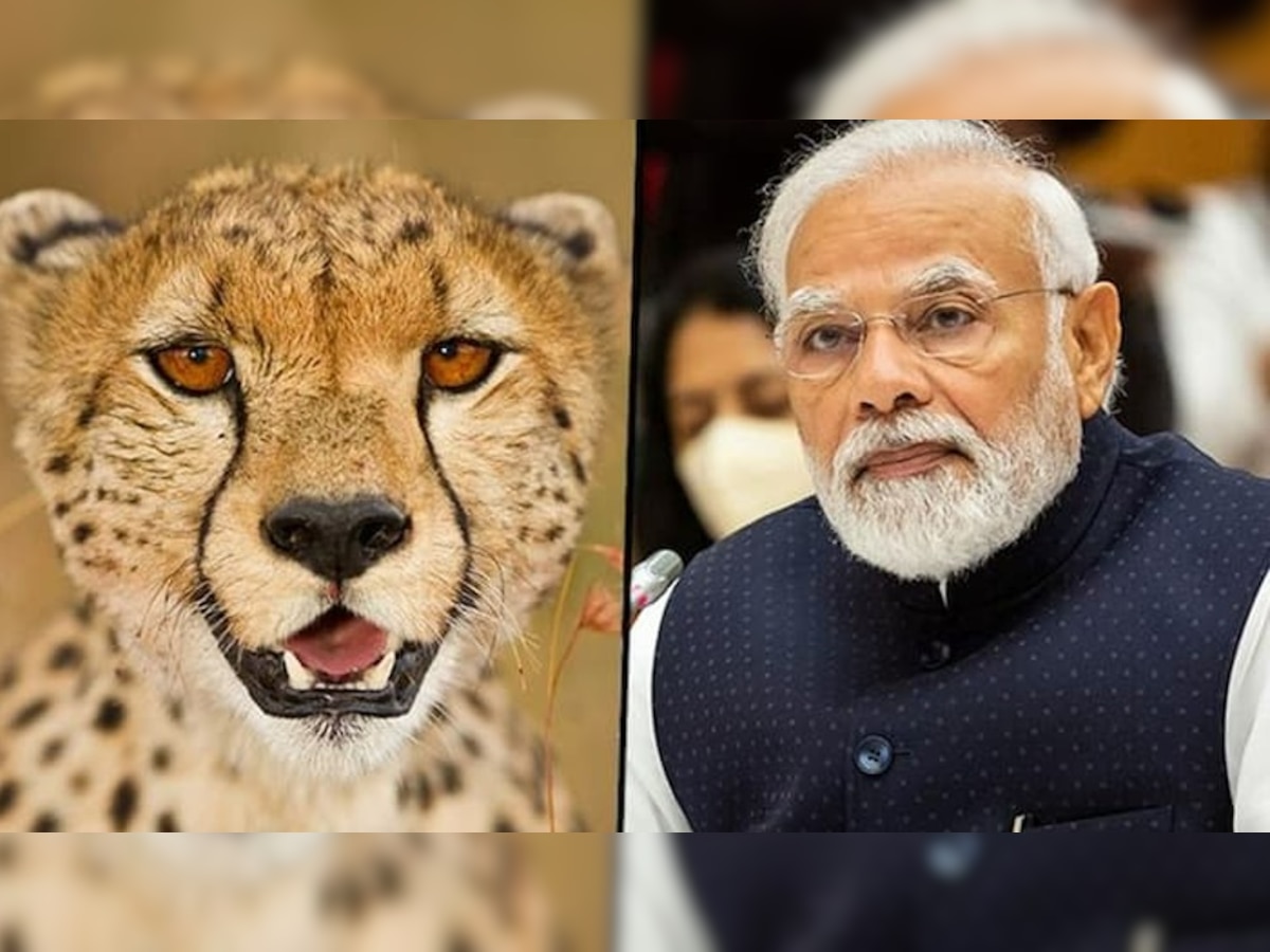 Cheetah Back In India
