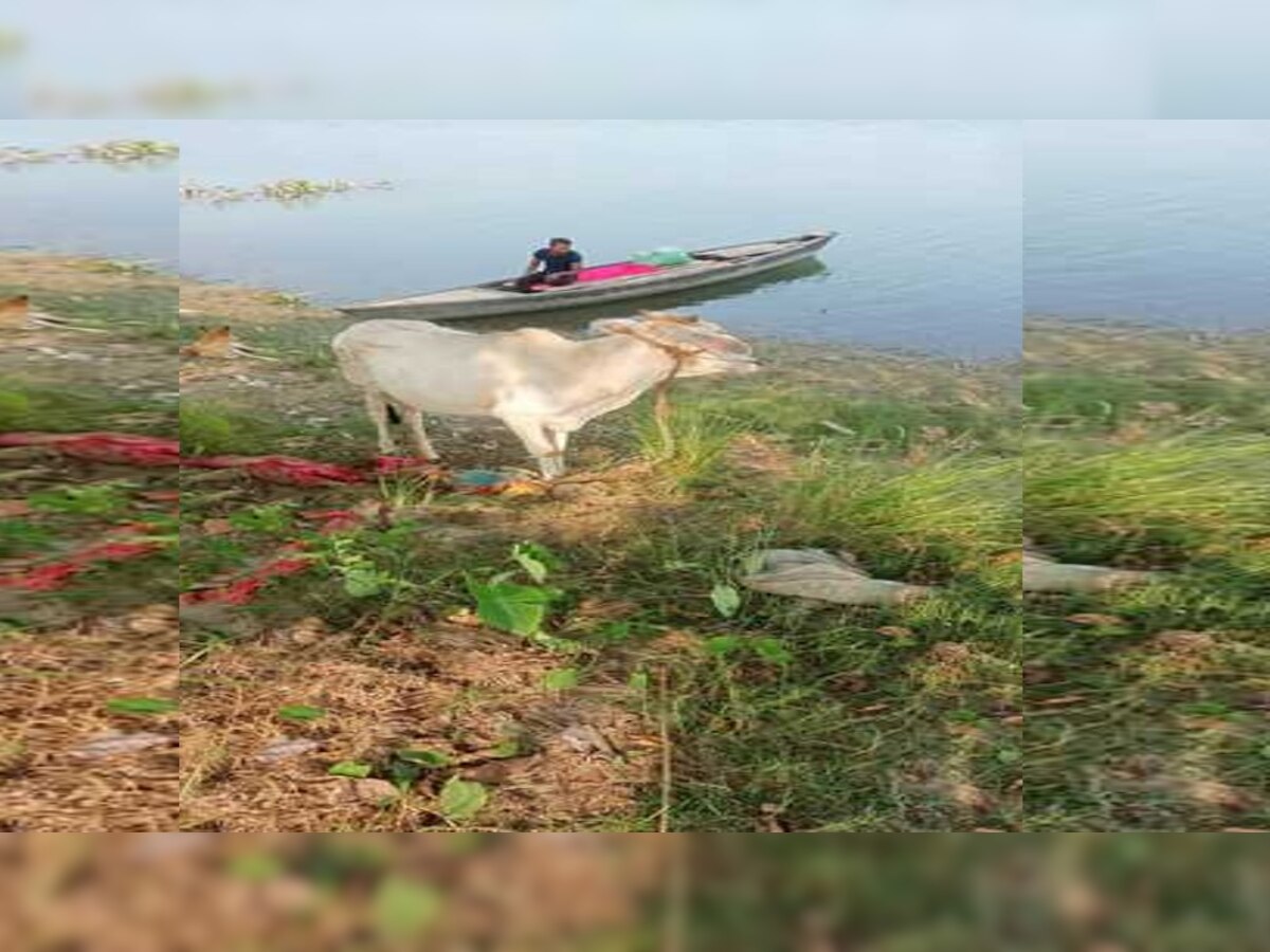 देवरिया: पुलिस ने की सख्ती तो तस्करों ने बदला रास्ता, अब पानी के जरिए पशुओं को पहुंचा रहे बंगाल 