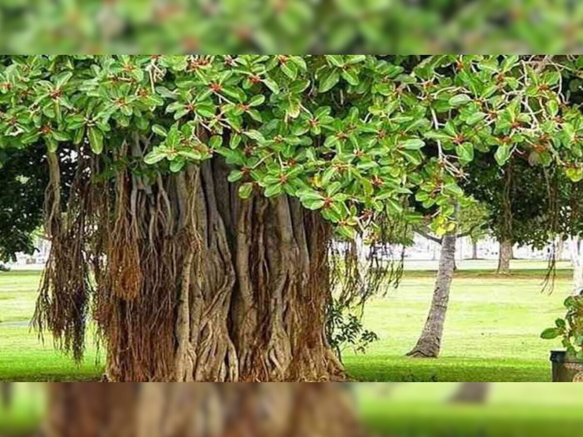 Pitru Paksha 2022 Worship Banyan Peepal Bell trees in Pitru Paksha ...