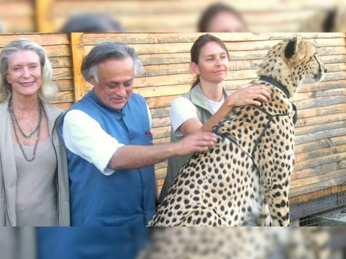 Project Cheetah: प्रोजेक्ट चीता पर आया कांग्रेस का बयान, कहा- ‘भारत जोड़ो यात्रा’ से ध्यान भटकाने का तमाशा