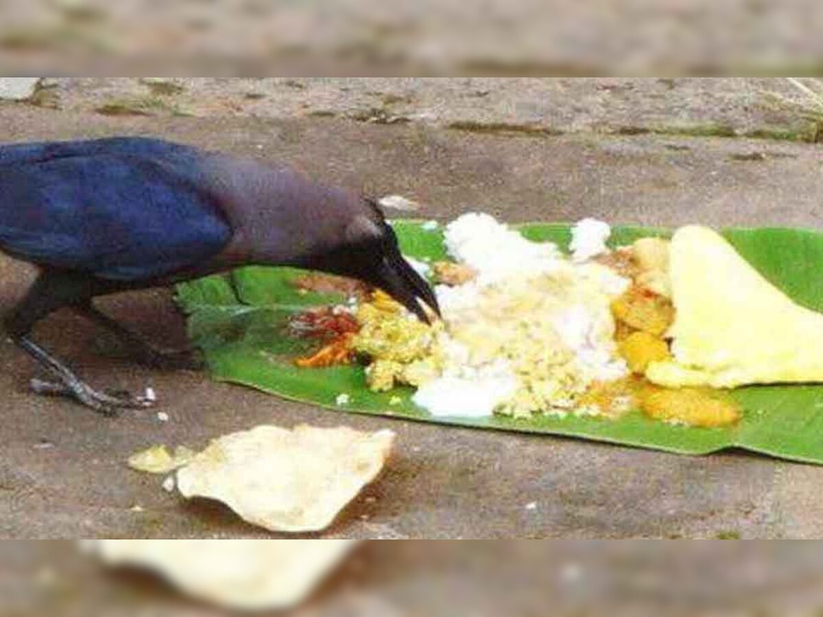 Pitru Paksha 2022: पितृ पक्ष में कौवे ने खाया आपका खाना, तो समझ लीजिए ये इशारा...