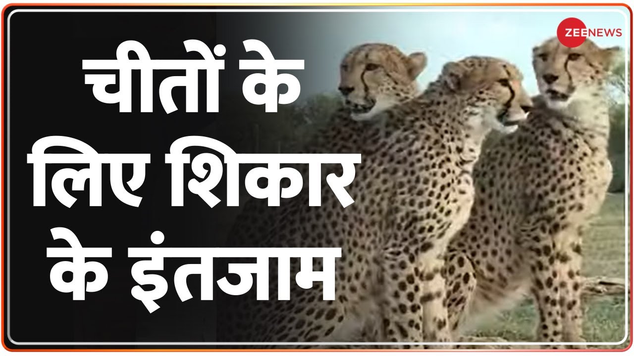 Cheetah Is Back In India Cheetahs will be monitored in the park for 1