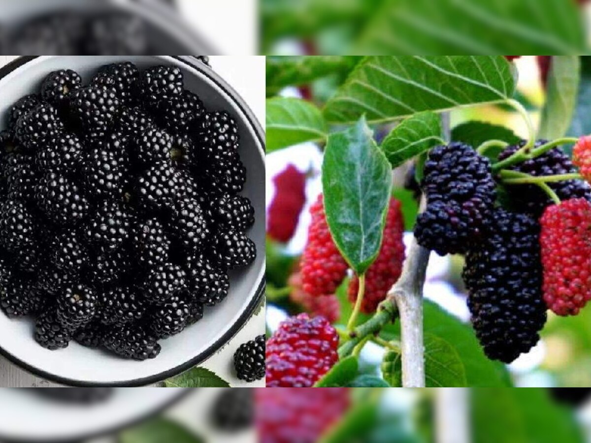 Mulberry: स्वाद के साथ सेहत भी, खट्टा-मीठा शहतूत खाने के हैं जबरदस्त फायदे, जानें 
