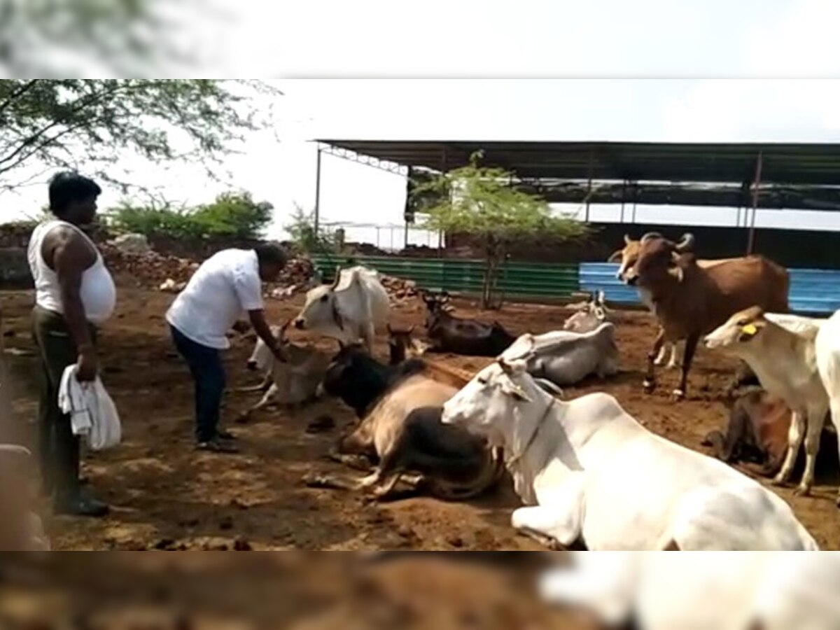 गायों को लंपी वायरस से बचाने के लिए राम-बाण बनकर आए हैं आयुर्वेदिक लड्डू, अब तक काफी गाय हुई ठीक