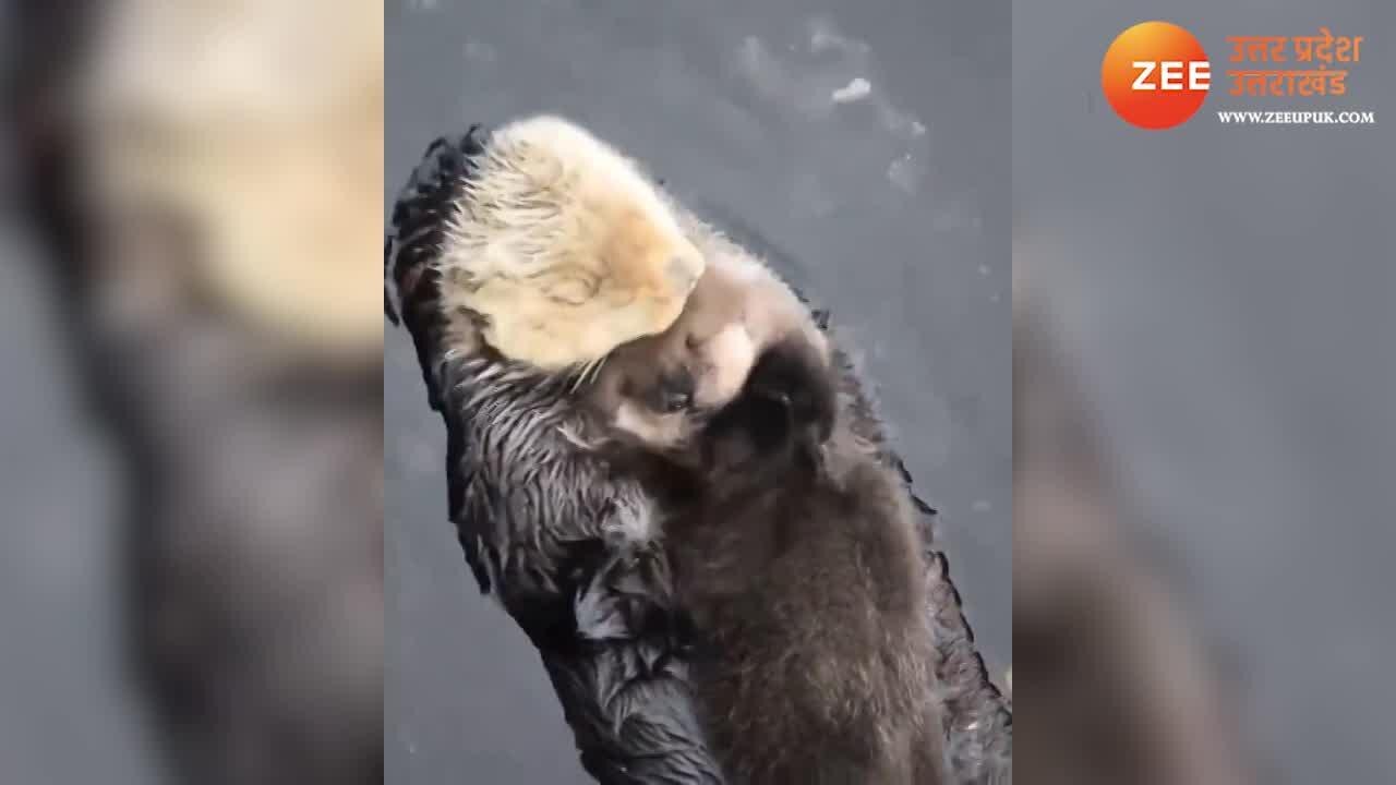 Cute Monkey Most Emotional Viral Video Mother Making Unique Bed For