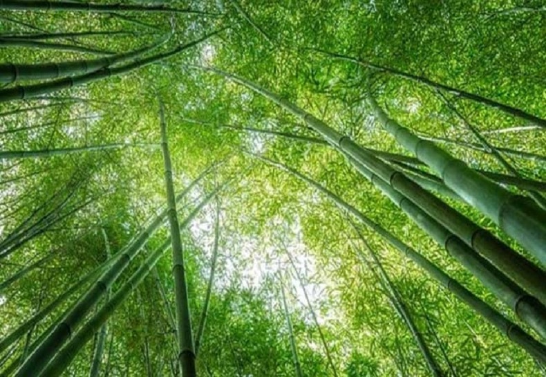 World Bamboo Day Know the History significance