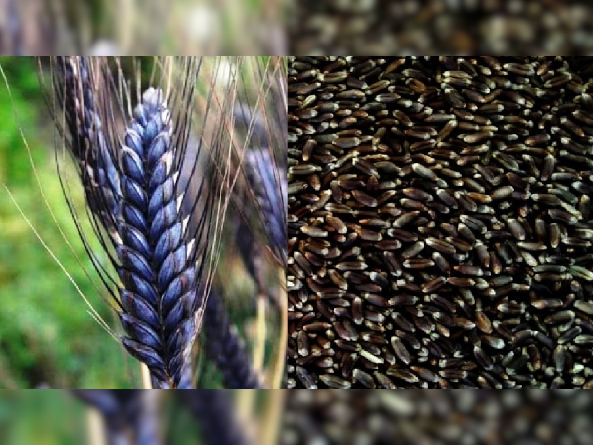 Black Wheat: काले गेहूं की खेती से कमा सकते हैं चार गुना अधिक मुनाफा, जानिए कैसे करें खेती