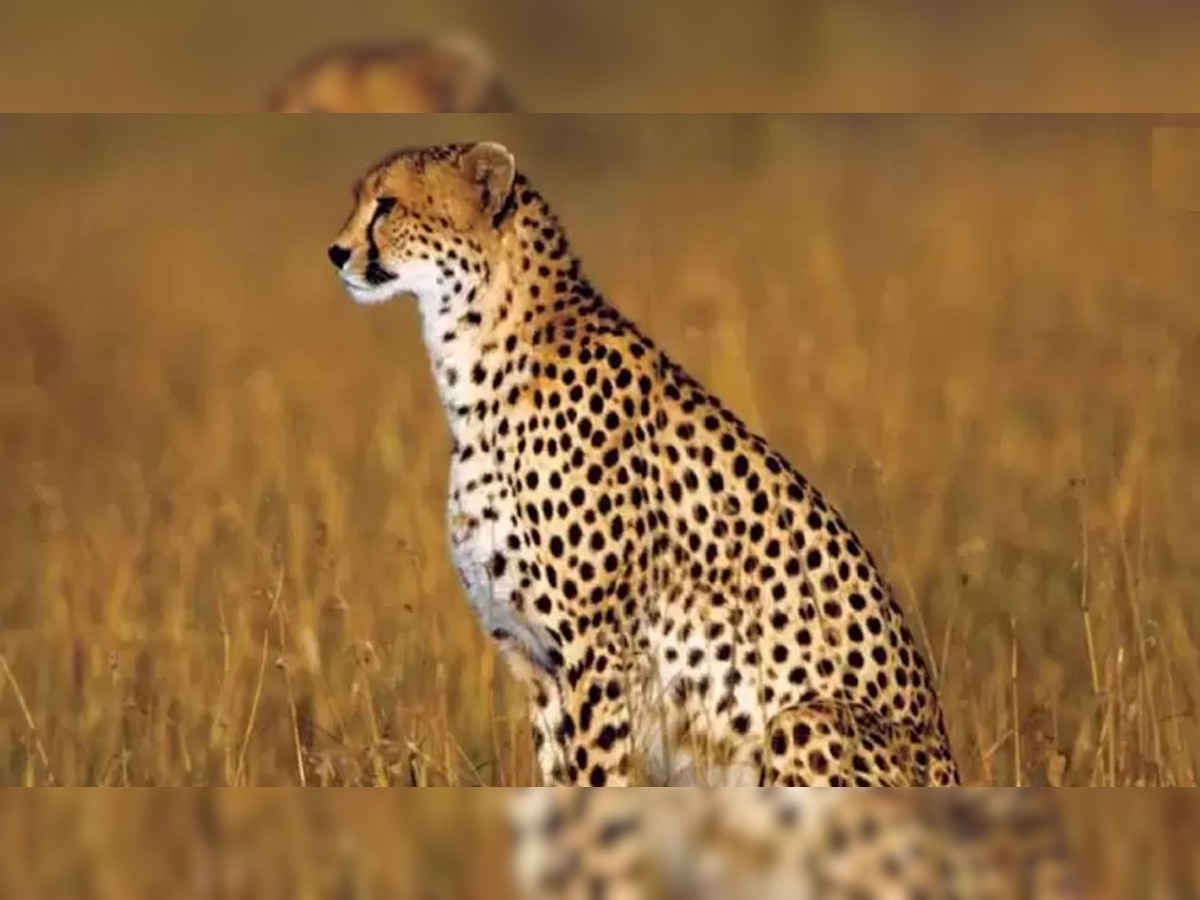 Project Cheetah: चीतों के भारत आने पर कांग्रेस का बड़ा दावा, कहा- UPA सरकार में ही आने वाले थे