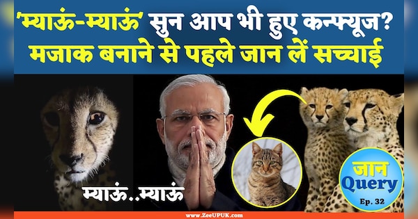 Know Why Namibian Cheetah Making Sound like Cat cheetah in india