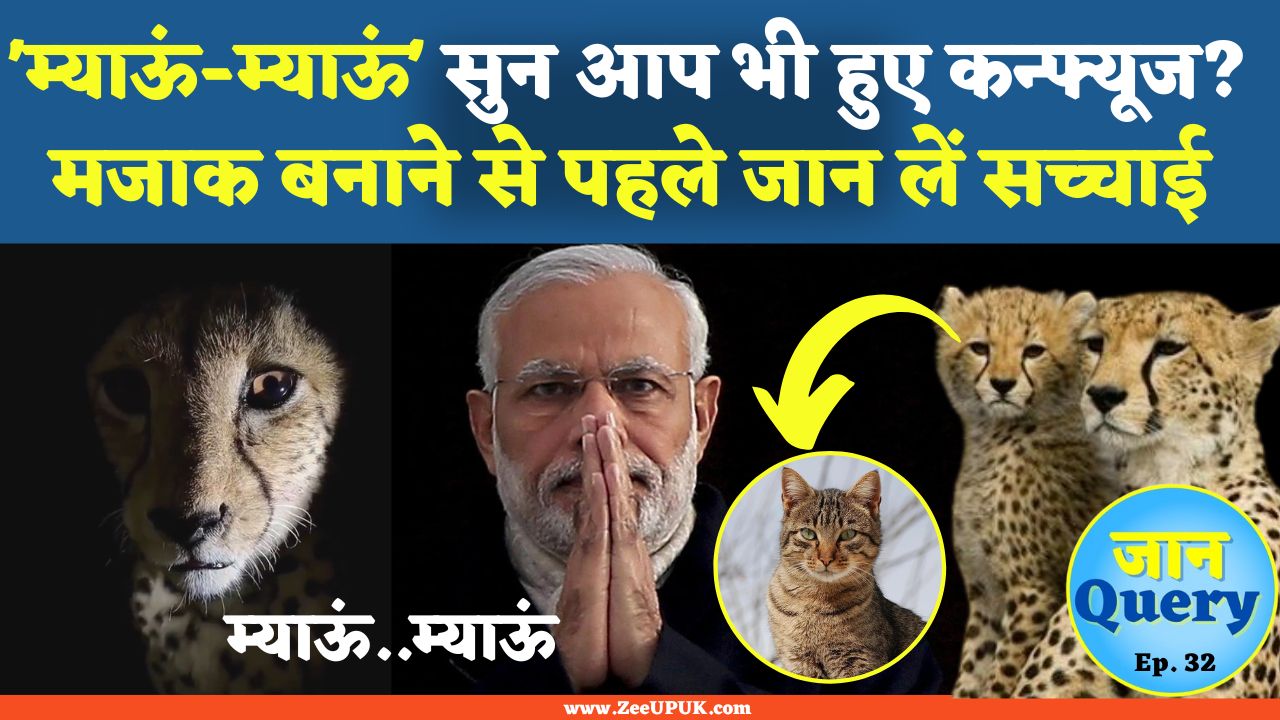 Know Why Namibian Cheetah Making Sound like Cat cheetah in india