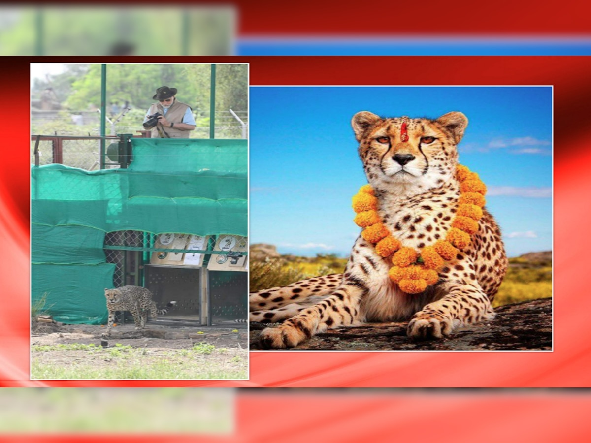 Cheetah backed to India: ଭାରତରେ ବଞ୍ଚିବେ ତ ଚିତା? ଜଙ୍ଗଲି ଜନ୍ତୁକୁ ତିଳକ ଲଗାଇଲେ ବିଜେପି ନେତା