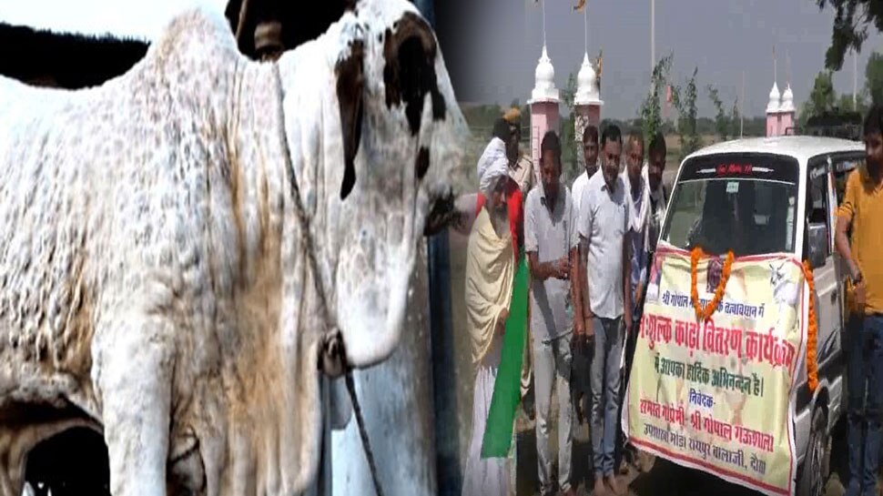 Dausa: लंपी से गायों को बचाने के लिए महंत बलराम ने बनाया आयुर्वेदिक काढा, 17 जड़ी बूटियों से किया तैयार