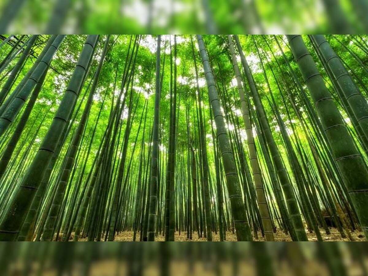 Bamboo को कहा जाता है 'हरा सोना', जानिए हिंदू धर्म में क्यों है इसे जलाने की मनाही?