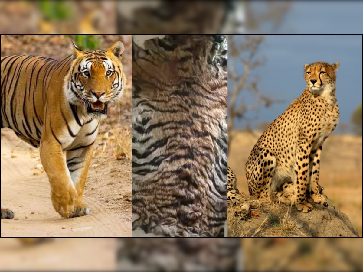 Tiger hunted: नेशनल पार्क में बाघ का शिकार, कहीं चीतों की तरह न हो जाए टाइगर के हाल! 