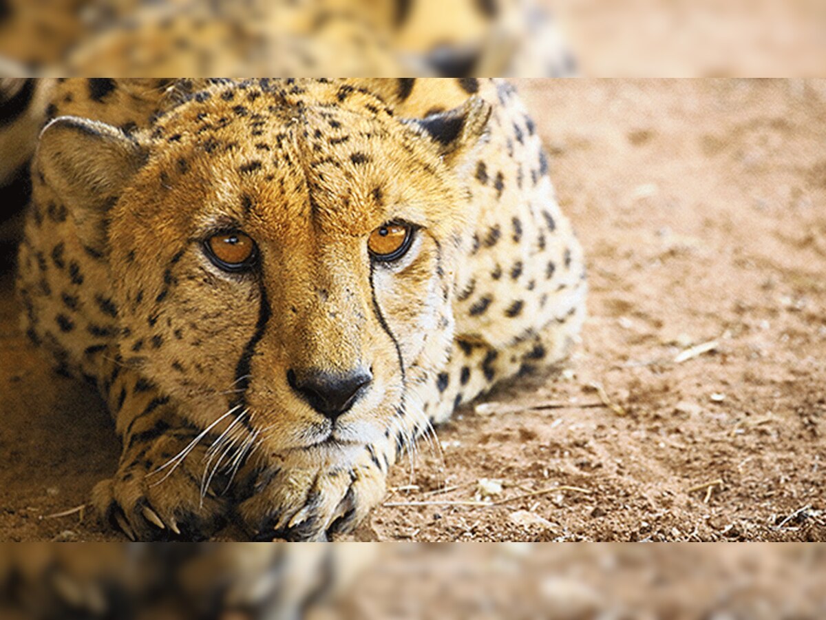 Cheetah Returns: अपने नए बसेरे कूनो पार्क में अब कैसे हैं चीते, क्या है खुराक? जानें सबकुछ