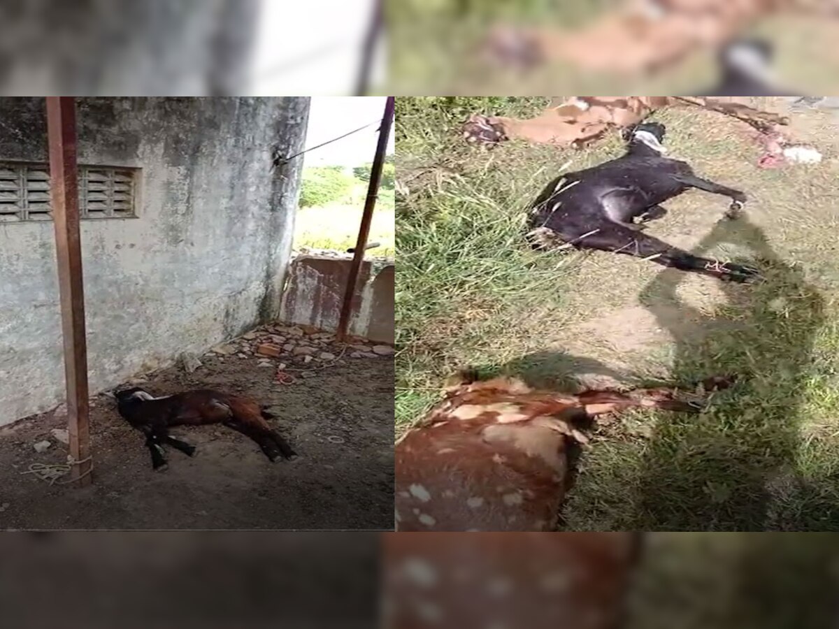  Masuda : पशुपालक परिवार की दर्जनभर बकरियों पर हिंसक जानवरों का हमला, मुआवजे की मांग