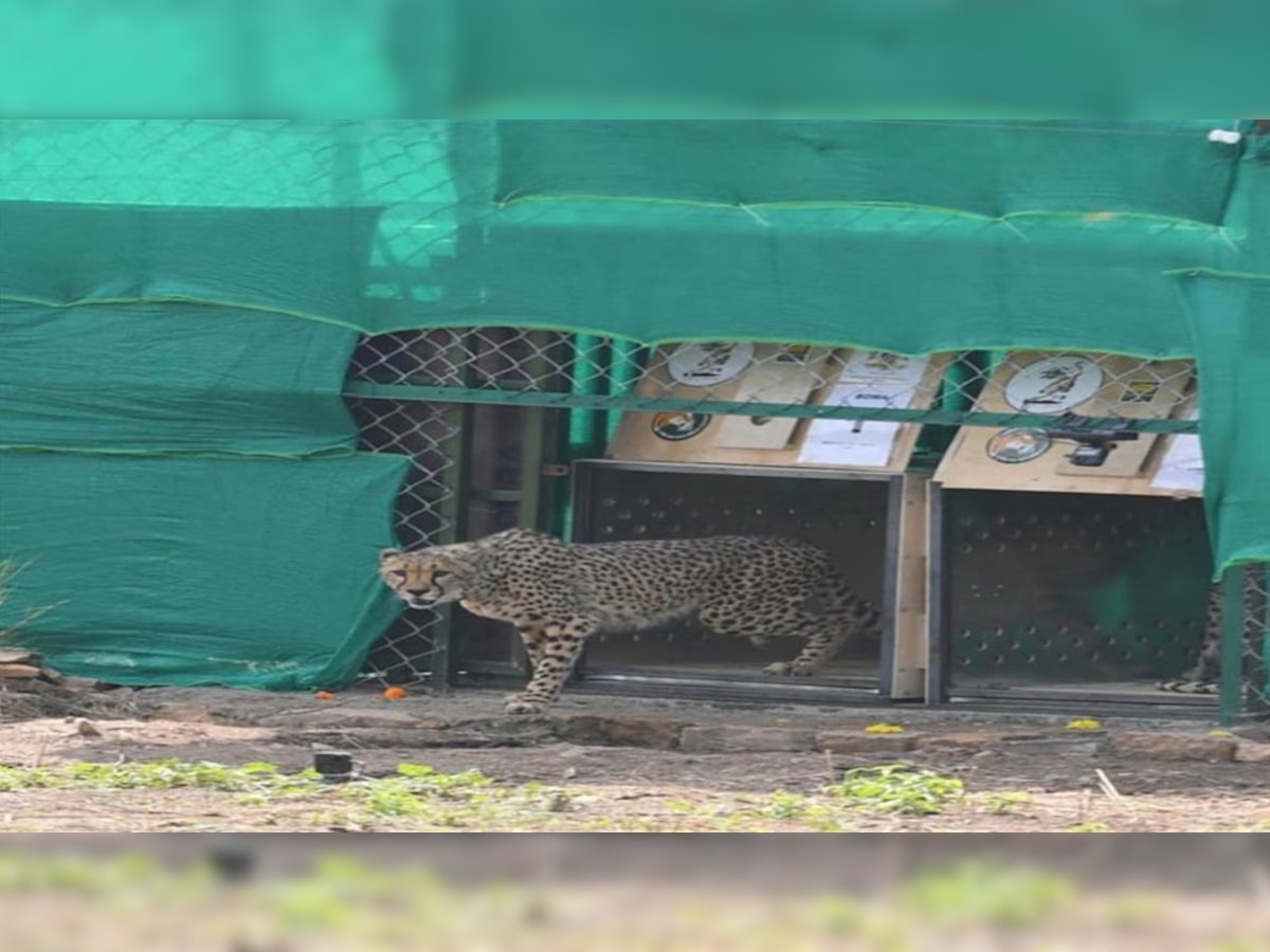 Cheetahs Return to India: नामीबिया से लाए गए चीतों ने भारत में पहली बार खाया खाना, इंडिया में उछल-कूद करते दिखे 