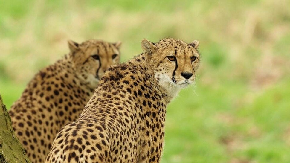 Uproar over serving cheetal and deer for cheetah food Vishnoi society ...