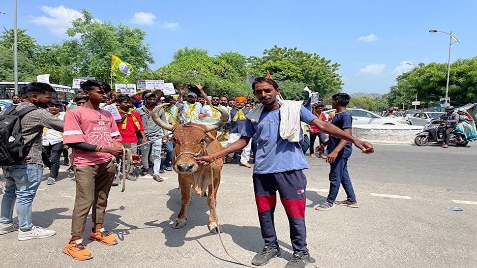 Ajmer: RLP ने लंपी पर केंद्र और राज्य सरकार के खिलाफ गायों को लेकर निकाला पैदल मार्च