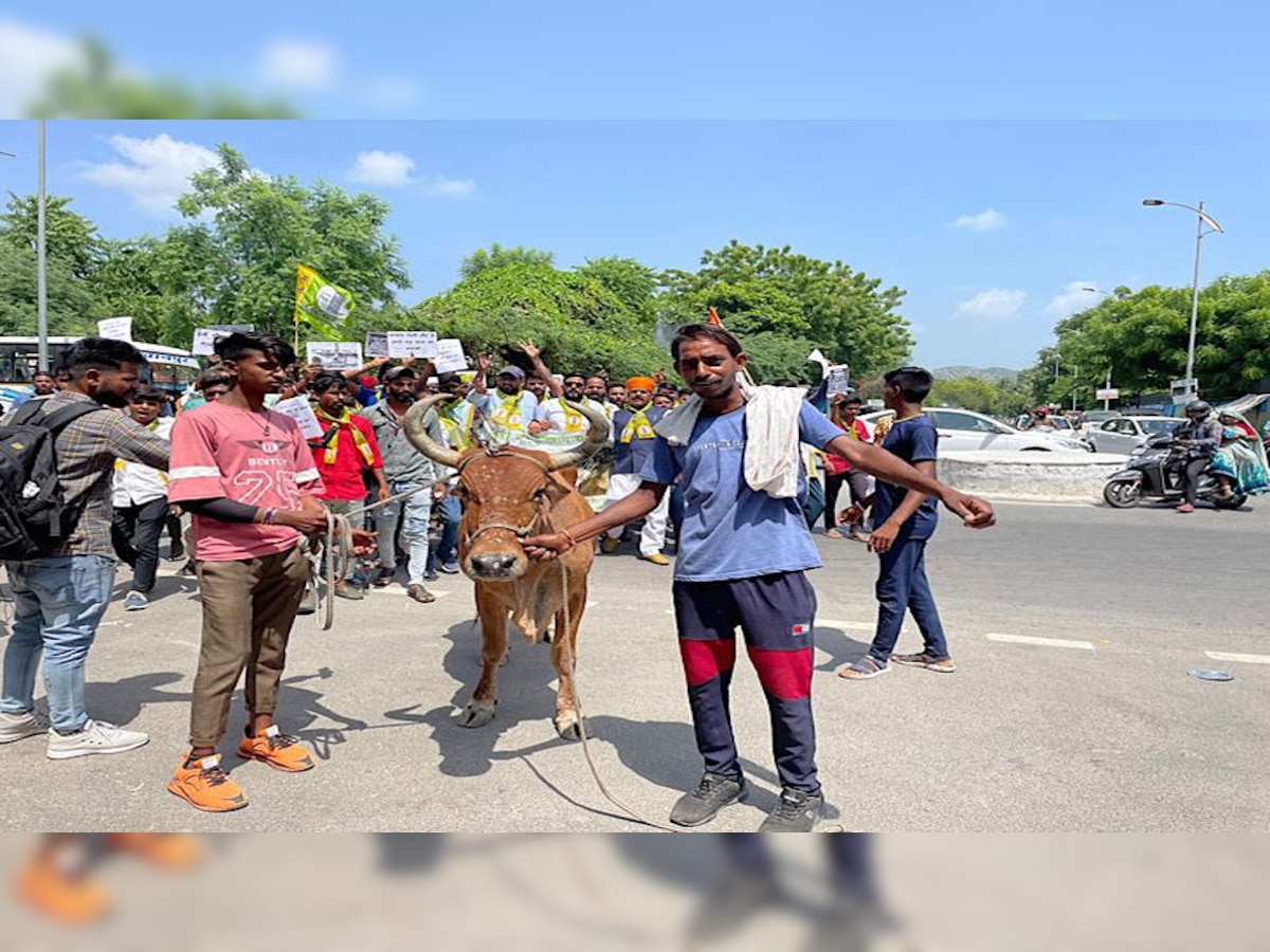 Ajmer: RLP ने लंपी पर केंद्र और राज्य सरकार के खिलाफ गायों को लेकर निकाला पैदल मार्च