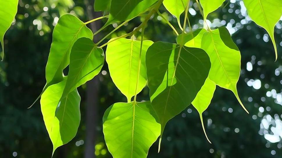 why-peepal-tree-not-plant-in-home-harm-benefits-vastu-tips-hindu